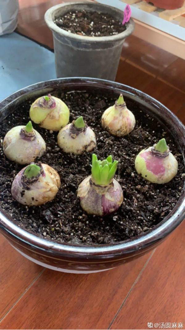 風信子到了夏天，趕緊挖出來埋沙裡，秋天繼續種