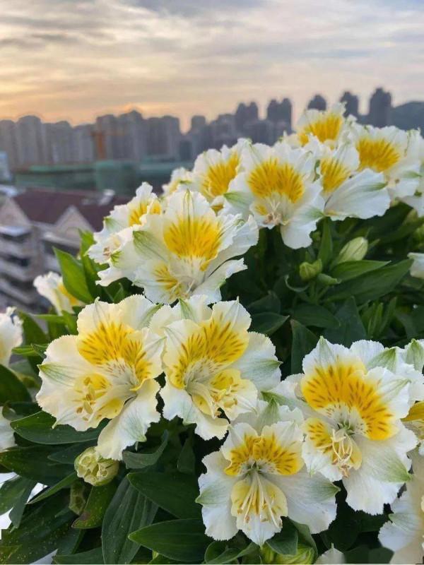 四海於今正一家，生民何處不桑麻。 重關獨居千尋嶺深夏猶飛六出花