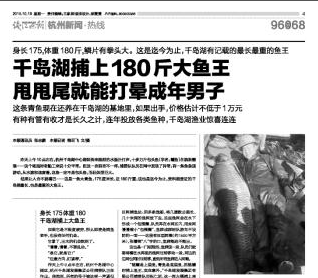 千島湖的“淨水魚”:鰱鱅放養60多年,水庫“魚王”到底有多大? 千島湖的“淨水魚”:鰱鱅放養60多年,水庫“魚王”到底有多大?