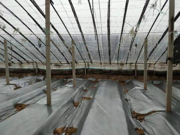 地膜覆蓋栽培越來越多，能提高作物產量嗎？農戶別用錯