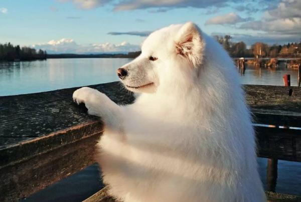 想毀掉一段關係,就送對方一隻“薩摩耶犬” 想毀掉一段關係,就送對方一隻“薩摩耶犬”