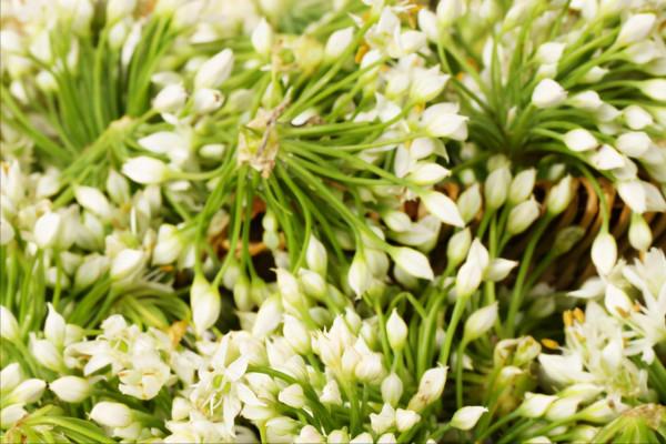 醃韭菜花，只放鹽容易壞，奶奶教我一招，翠綠鮮香，能儲存一年