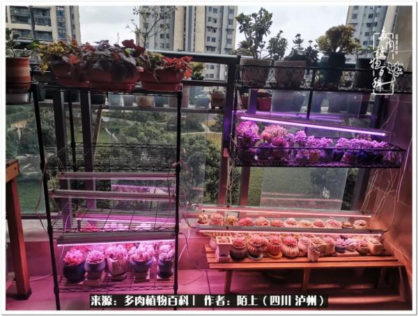 北向陽臺補光燈養多肉的那些事兒