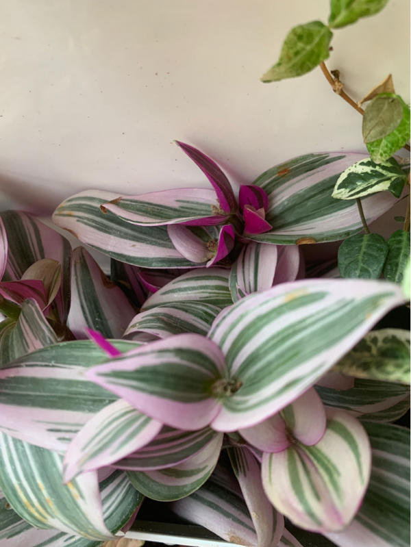 冷空氣來襲,5種怕凍傷的花卉,要特別注意保暖 冷空氣來襲,5種怕凍傷的花卉,要特別注意保暖