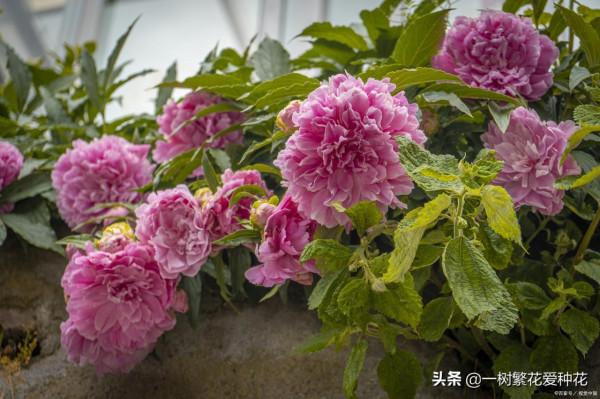 一年四季種啥花，推薦這56種花，詳細特點，讓你買到更適合自己的