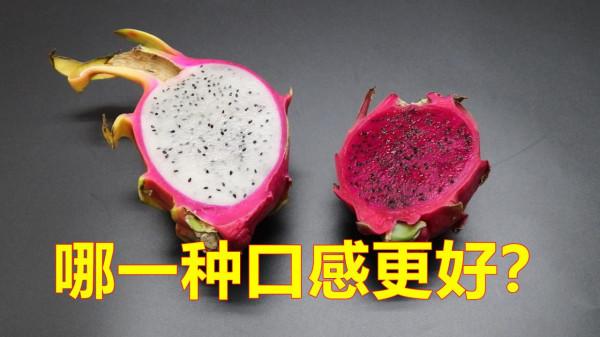 於火龍果的小知識,您知道哪些?看看漲知識了 於火龍果的小知識,您知道哪些?看看漲知識了