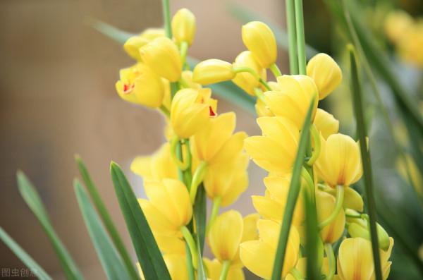 50種冬季裡開放的花卉，這些花最合適在冬季裡養