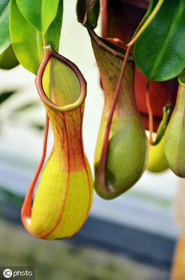 《百花集》（二百二十二）