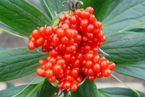 想賺錢的速來看，中藥材重樓種植前景好，價格高、需求量大