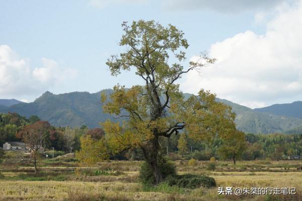 打卡國內幾處絕美的賞秋勝地，品味“人間最美是清秋！”