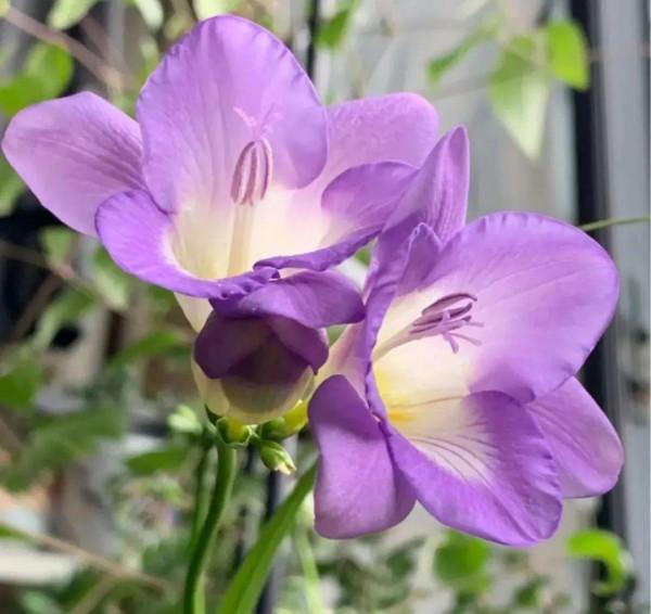 屋裡養盆“香水花”,活脫脫的“活香水”,滿屋香味還特別耐寒 屋裡養盆“香水花”,活脫脫的“活香水”,滿屋香味還特別耐寒