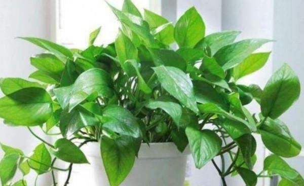 朋友看到我養綠蘿，讓我趕緊扔掉，理由是“一棵綠蘿藏七個鬼”