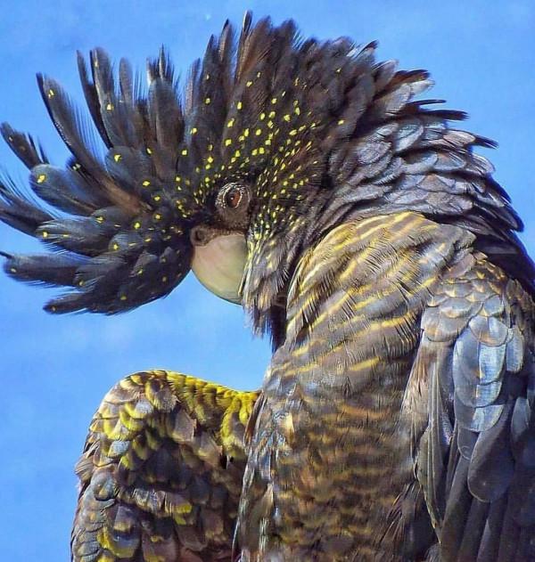 分享——最珍貴罕見的鳥