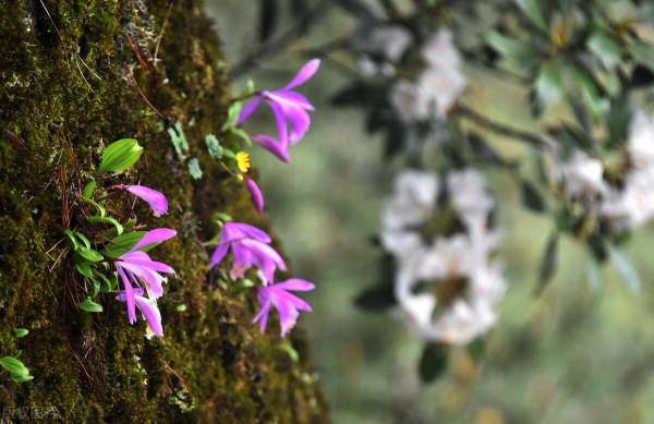 山慈菇，抗腫瘤，清熱解毒、消癰散結