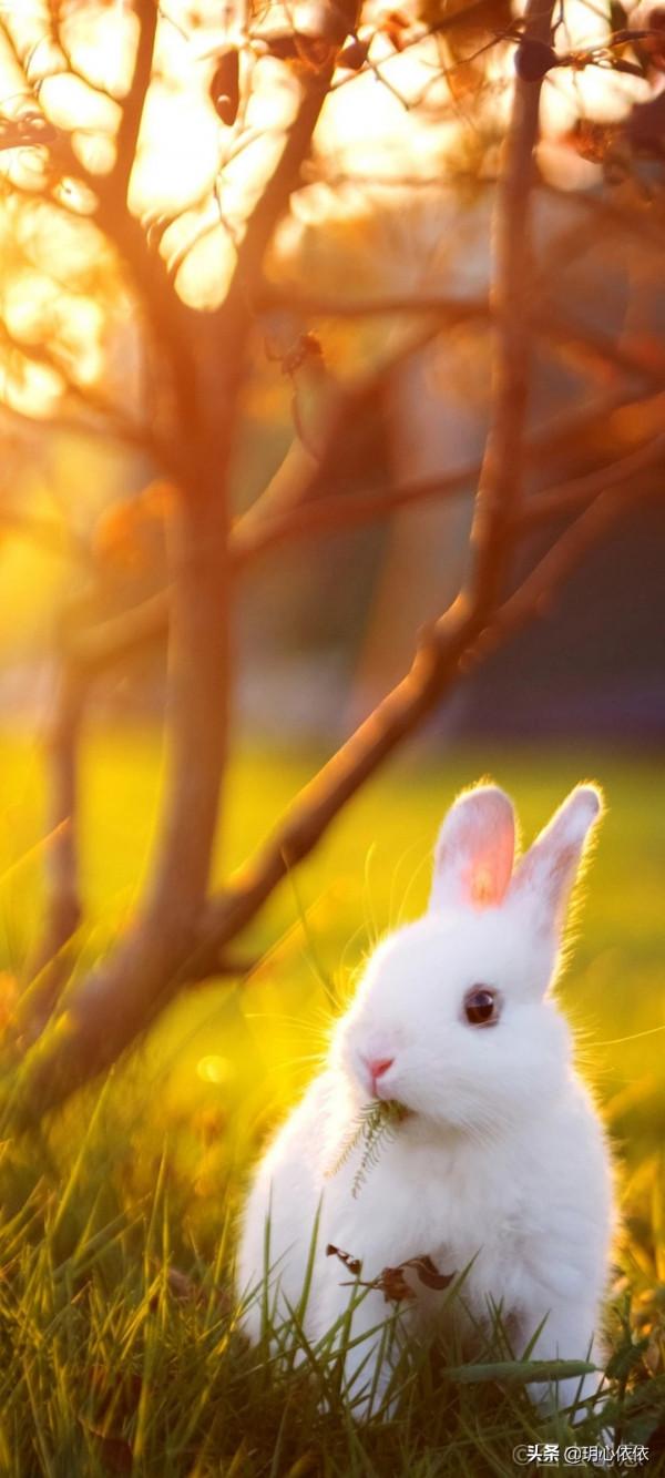 軟糯可愛的小兔兔，毛絨絨治癒力超強