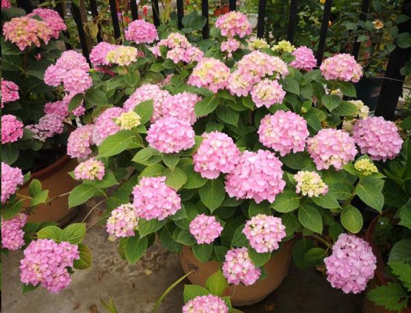 家裡有院子,建議養這5種花,高階的私家花園至少養一種 家裡有院子,建議養這5種花,高階的私家花園至少養一種