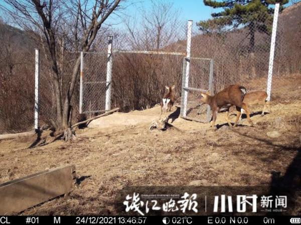 浙江清涼峰兩年野放49頭梅花鹿，回到大自然的它們過得可好？有的已找到地方定居