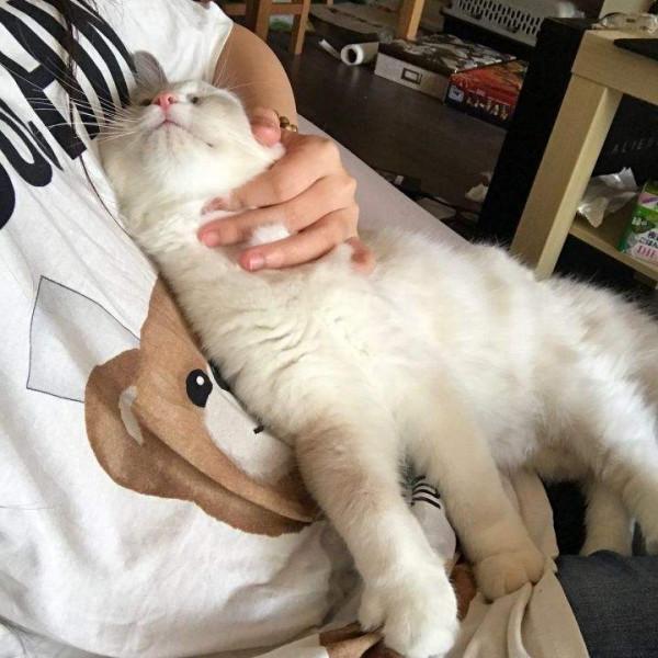 布偶貓，最多人養的寵物貓之一，告訴你啥