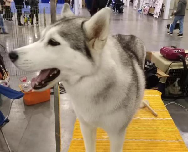 家庭餵養寵物犬的利與弊