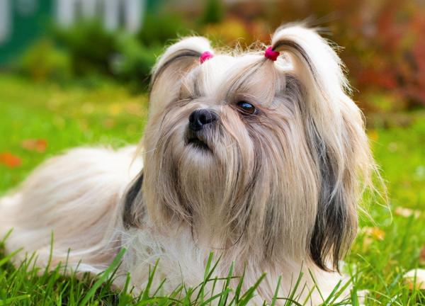 這5種國產的狗狗，深受大家喜愛，你養了哪隻