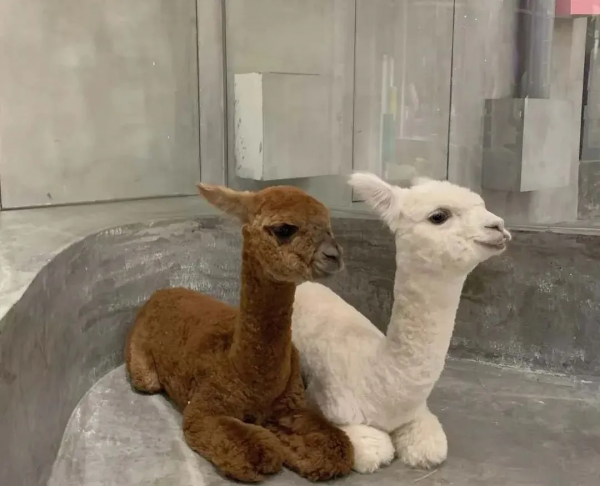 寵物咖,看過來,一定治癒你 寵物咖,看過來,一定治癒你