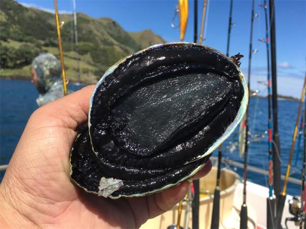 男人為了釣魚能有多瘋狂?在海上漂了10年,解鎖上千魚種成就 男人為了釣魚能有多瘋狂?在海上漂了10年,解鎖上千魚種成就