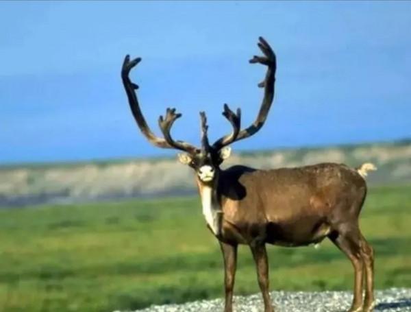 國家一級保護動物——白唇鹿