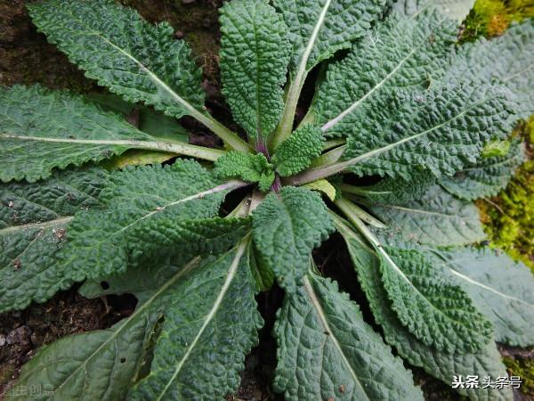 名叫癩蛤蟆，卻是一種野草，老農把它當成“寶草”，霜後採收最佳