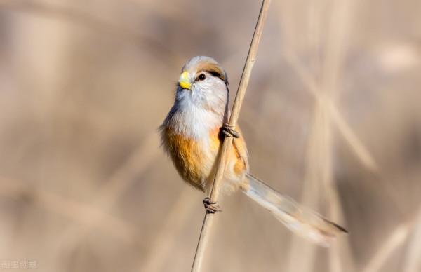 同住地球村，我們是一家人，中國野生保護動物（1）