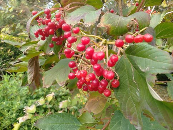 我常去遛彎的植物園 我常去遛彎的植物園