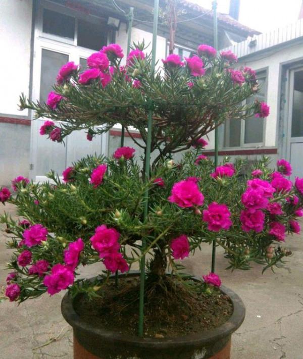 6種便宜花，用心養一年，麻雀變鳳凰，越養越精貴