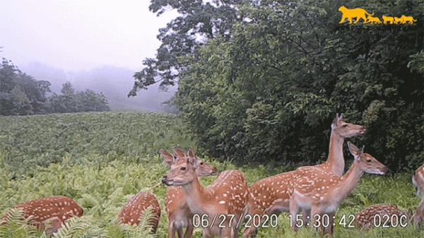 國慶快樂,大貓貓 國慶快樂,大貓貓