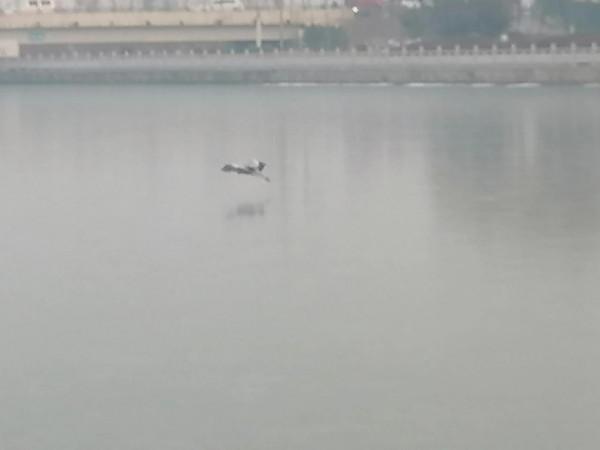 冰封的河面上飛來一隻鳥