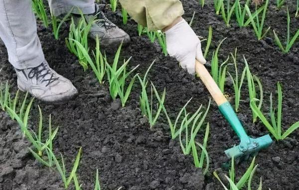 大蒜出苗問題多，播種前做好這幾點，苗齊、苗壯又增產