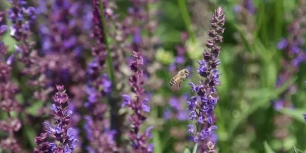看！“鳥中大熊貓”中華秋沙鴨、“魚鷹子”銀鷗、頂冠戴翎的蜂鷹……溫榆河公園生物多樣性別有洞天！