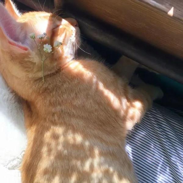 桌布頭像推薦——萌寵篇