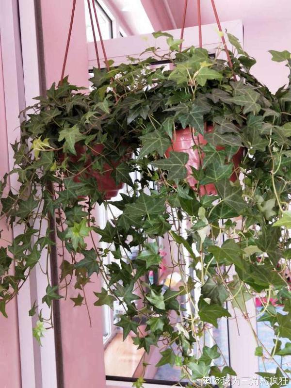 家有小孩和寵物，不要養這8種花，食用了得馬上去醫院