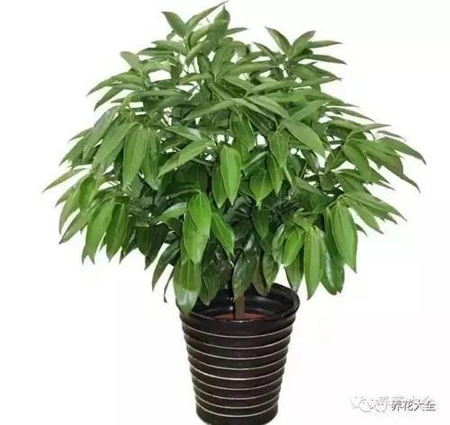 客廳種什麼花最好