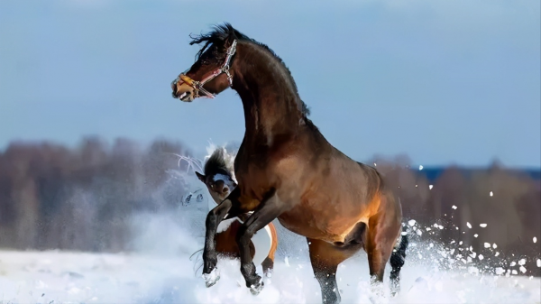 草原上馬群的故事:老馬王被驅逐,在暴雪夜引開狼群,凍死在河裡 草原上馬群的故事:老馬王被驅逐,在暴雪夜引開狼群,凍死在河裡
