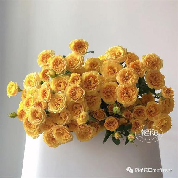 夢幻芭比多頭玫瑰 · 快樂的漣漪 夢幻芭比多頭玫瑰 · 快樂的漣漪