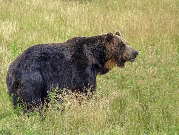 狼群是老虎的天敵嗎?從俄羅斯的情況來看,恰恰相反 狼群是老虎的天敵嗎?從俄羅斯的情況來看,恰恰相反