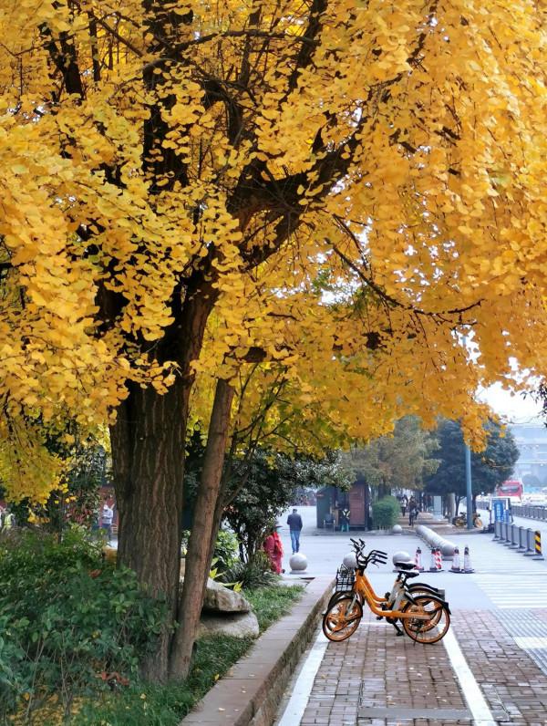 滿目金輝耀蓉城