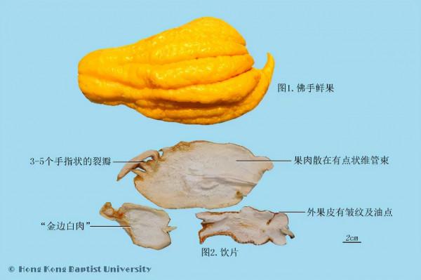 形狀怪異的佛手，是果中仙品、也是疏肝理氣“高手”