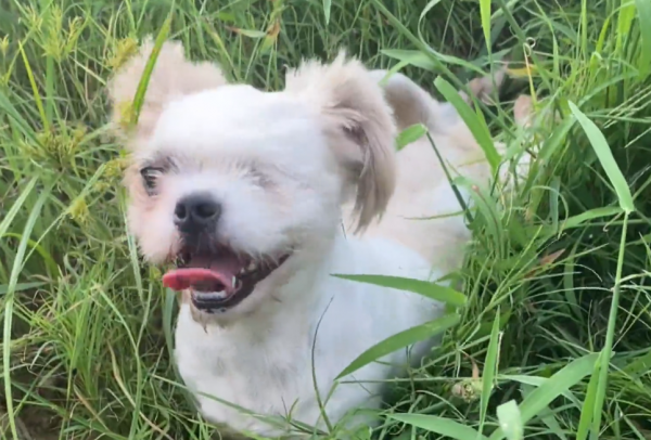 湖北：在公廁旁生小狗流浪狗，雖失去一隻眼，卻在獲救後愈發美麗