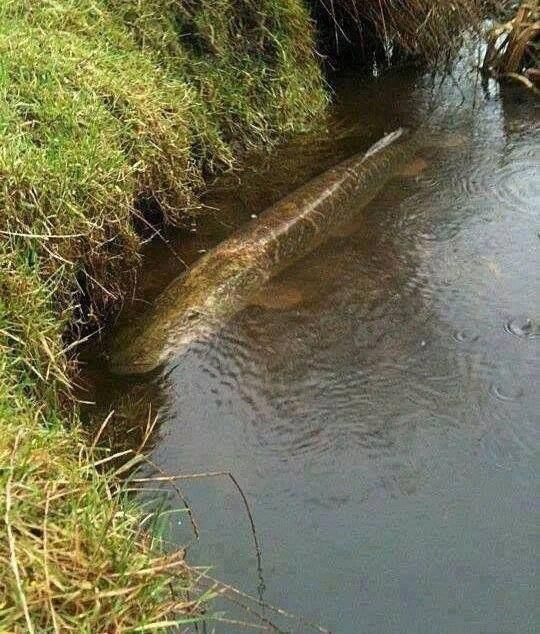 甩一萬杆，才能釣到一條的魚，卡在樹上，被鳥當窩了