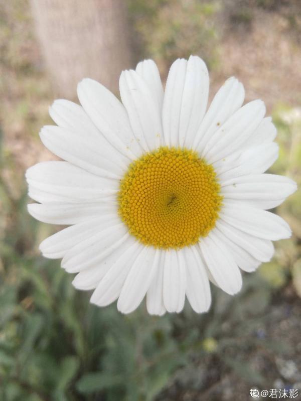 自己種的小雛菊,蔫得像野菜,原來是沒注意4要點 自己種的小雛菊,蔫得像野菜,原來是沒注意4要點