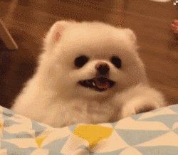 博美過得“幸福”與否，從這5點可以看出