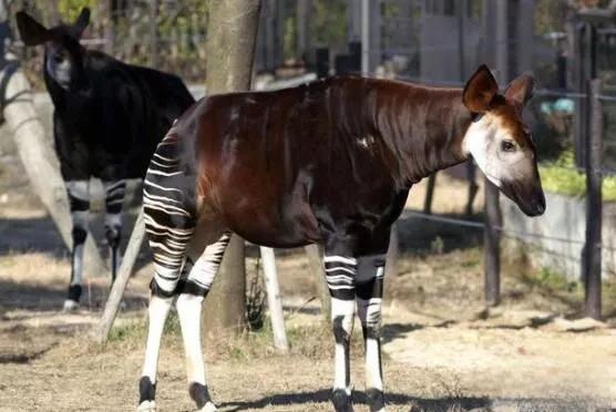 霍加狓是什麼動物，霍加狓有多神秘