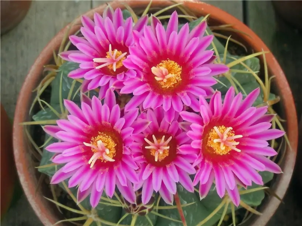 6種“肥胖花”冬天餓著養，越餓越長壽，多澆一杯水，黃葉死翹翹