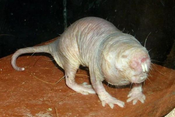 科學家發現凍齡動物,還與癌症絕緣,這帶給人類什麼福音? 科學家發現凍齡動物,還與癌症絕緣,這帶給人類什麼福音?